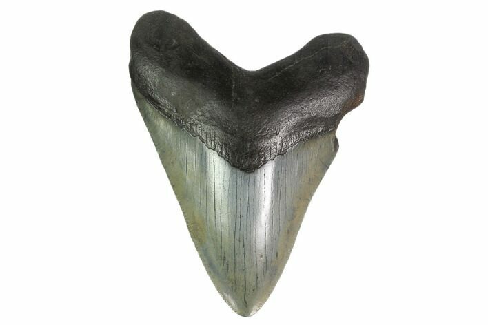 Fossil Megalodon Tooth - Serrated Blade #130810